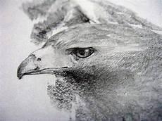 素描动物图片大全