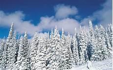 冬天雪地风景图片